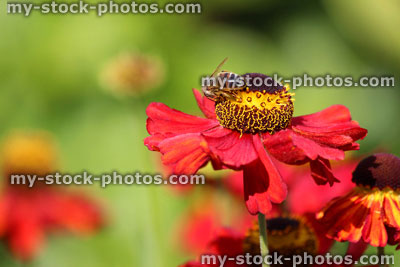 Stock image of honey bee collecting pollen on red helenium flower