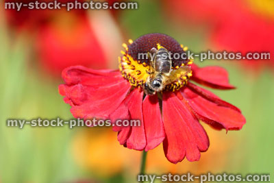 Stock image of honey bee collecting pollen on red helenium flower