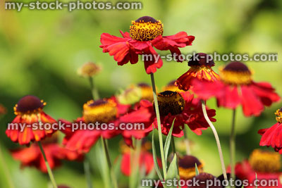 Stock image of red helenium flowers, herbaceous garden perennial, Helenium Red Jewel