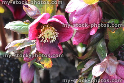 Stock image of dark pink red hellebore flowers, flowering helleborus orientalis, Lenten rose