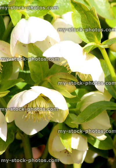 Stock image of speckled white hellebore flowers, flowering helleborus orientalis, Lenten rose