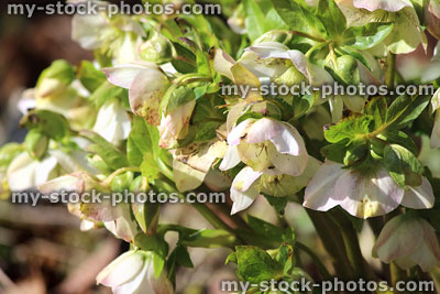 Stock image of hellebore flowers, flowering helleborus orientalis White Lady Spotted