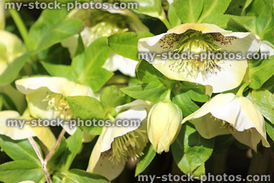 Stock image of white hellebore flowers, flowering helleborus orientalis, Lenten rose