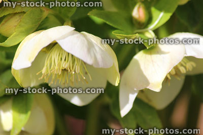 Stock image of white hellebore flowers, flowering helleborus orientalis Pretty Ellen