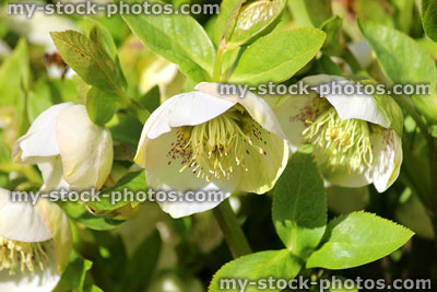 Stock image of cream hellebore flowers, flowering helleborus orientalis Pretty Ellen White
