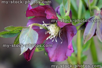 Stock image of single pink red hellebore flowers, flowering helleborus orientalis, Lenten rose