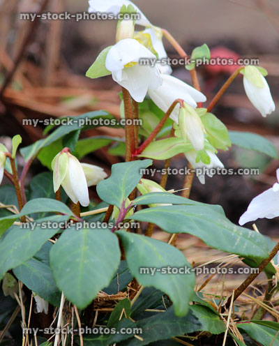 Stock image of white hellebore flowers, flowering helleborus niger, Christmas rose