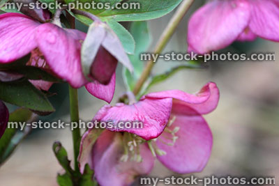 Stock image of dark pink red hellebore, single flowers, flowering helleborus orientalis Annas red