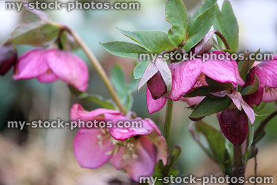 Stock image of pink red hellebore flowers, flowering helleborus orientalis, late spring