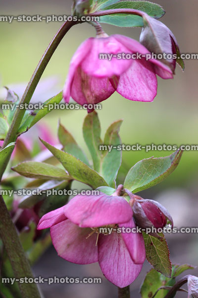 Stock image of dark pink hellebore flowers, flowering helleborus orientalis, Lenten rose