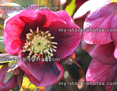 Stock image of pink red hellebore flowers, flowering helleborus orientalis, Lenten rose, springtime