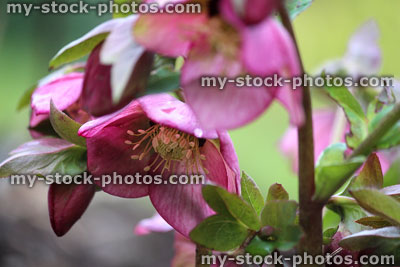 Stock image of dark pink red hellebore flowers, flowering helleborus orientalis, morning dew