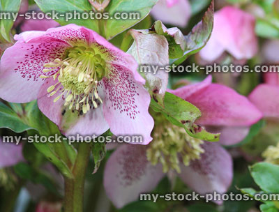 Stock image of speckled pink hellebore flowers, flowering helleborus orientalis, Lenten rose