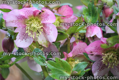 Stock image of Harvington pink hellebore flowers, flowering helleborus orientalis, Lenten rose