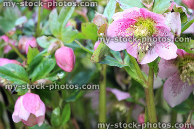 Stock image of pale pink hellebore flowers, flowering helleborus orientalis, Lenten rose
