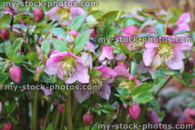 Stock image of hellebore flowers, flowering helleborus orientalis Harvington Pink Speckled