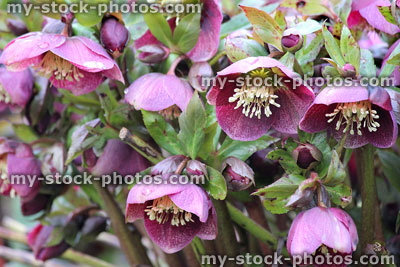 Stock image of dark pink red hellebore flowers, flowering helleborus orientalis, petals