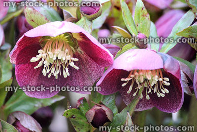 Stock image of spotted pink red hellebore flowers, flowering helleborus orientalis, Lenten rose stamen