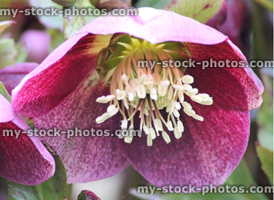 Stock image of pink red hellebore flowers, flowering helleborus orientalis Anna's Red, close up