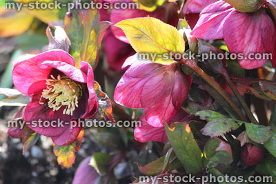 Stock image of herbaceous pink red hellebore flowers, flowering helleborus orientalis, Lenten rose
