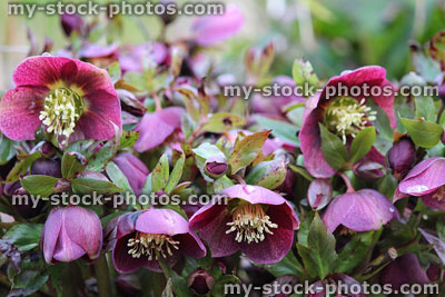 Stock image of dark pink red hellebore flowers, flowering helleborus orientalis group