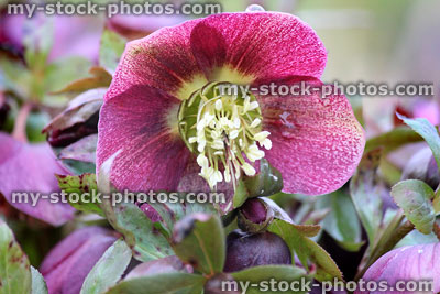 Stock image of dark pink red hellebore flowers, flowering helleborus orientalis, speckled centre