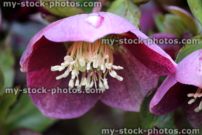 Stock image of spotted speckled red hellebore flowers, flowering helleborus orientalis, Lenten rose