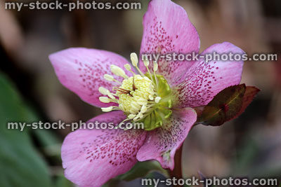 Stock image of hellebore flowers, flowering helleborus orientalis Harvington single pink speckled
