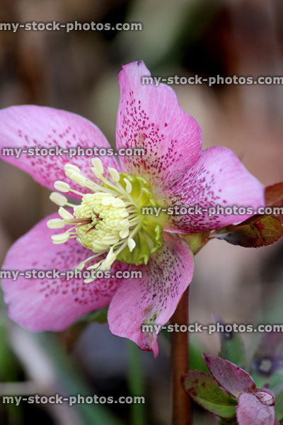 Stock image of pink hellebore flowers, flowering helleborus orientalis Havington, Lenten rose