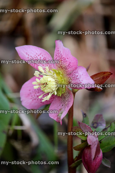 Stock image of medium pink hellebore flowers, flowering helleborus orientalis, speckled petals