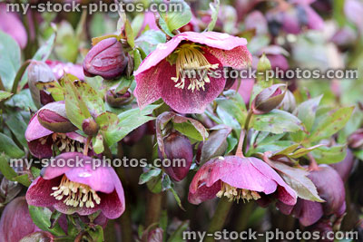 Stock image of pink red hellebore flowers, flowering helleborus orientalis, Lenten rose, speckled petals