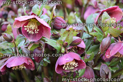 Stock image of dark pink red hellebore flowers, flowering helleborus orientalis, full bloom