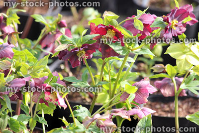 Stock image of pink red hellebore flowers, flowering helleborus orientalis, Lenten rose, morning sunlight