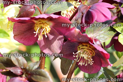 Stock image of pink red hellebore, flowering helleborus orientalis, Lenten rose flowers