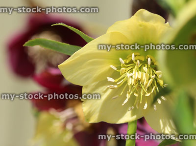 Stock image of cream hellebore flowers, flowering helleborus orientalis ballardiae, Lenten rose