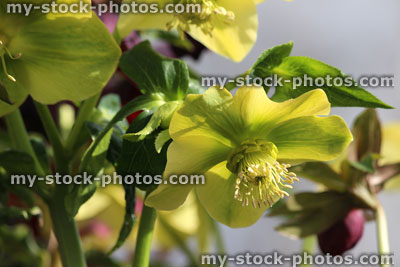 Stock image of speckled cream hellebore flowers, flowering helleborus orientalis, Lenten rose