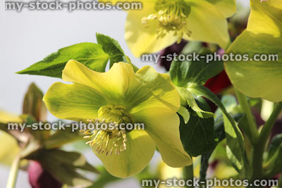 Stock image of cream hellebore flowers, flowering helleborus orientalis, Lenten rose