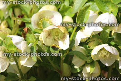 Stock image of speckled white / cream hellebore flowers, flowering helleborus orientalis