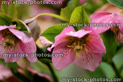 Stock image of pink hellebore flowers in the spring (close up)