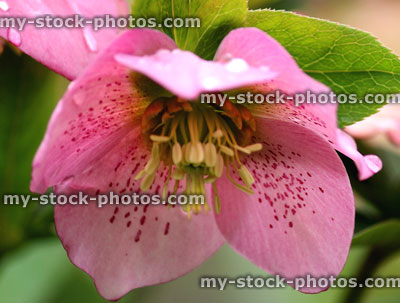 Stock image of hellebore flowers in the spring (close up)