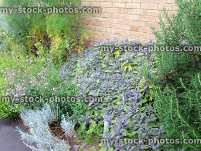 Stock image of herb garden with purple sage, rosemary, fennel, oregano, marjoram, curry plant