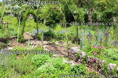 Stock image of ornamental vegetable garden with living willow arches and raised beds
