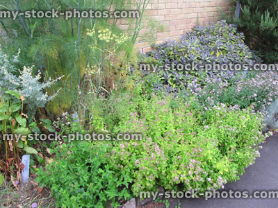 Stock image of herb garden with purple sage, rosemary, fennel, oregano, marjoram, sorrel