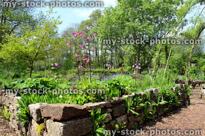 Stock image of ornamental vegetable garden / herb garden with willow weaving, raised beds