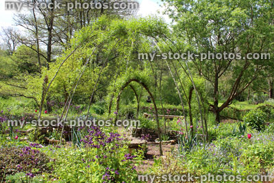 Stock image of ornamental vegetable garden with living willow dome, willow weaving