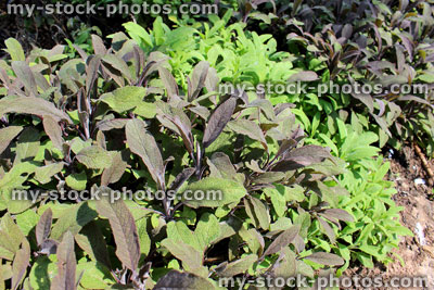 Stock image of green and purple sage leaves growing in herb garden