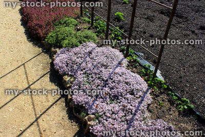 Stock image of herb garden with common garden thyme (thymus vulgaris) flowers