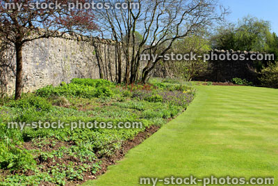 Stock image of herbaceous border in the spring, next to lawn 