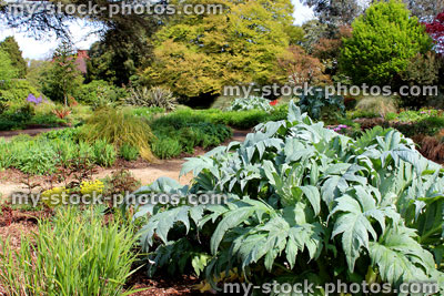 Stock image of globe artichoke plant growing in herbaceous flower border in garden