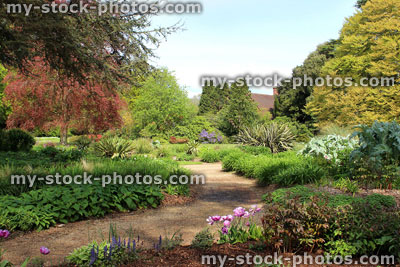 Stock image of park garden, with herbaceous flower border and copper beech tree 